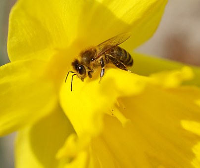 bee-679560__340.jpg