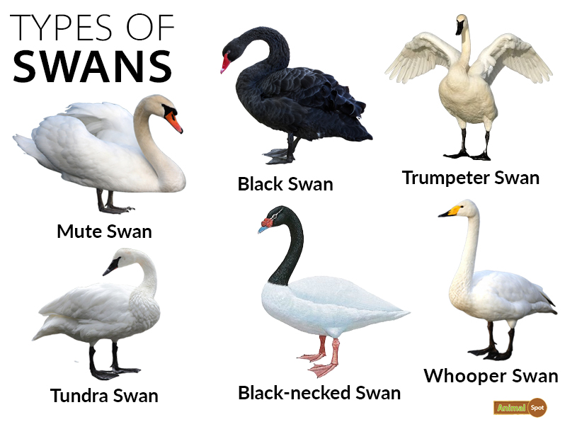 types-of-swans.jpg