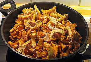 Pfifferlinge.jpg