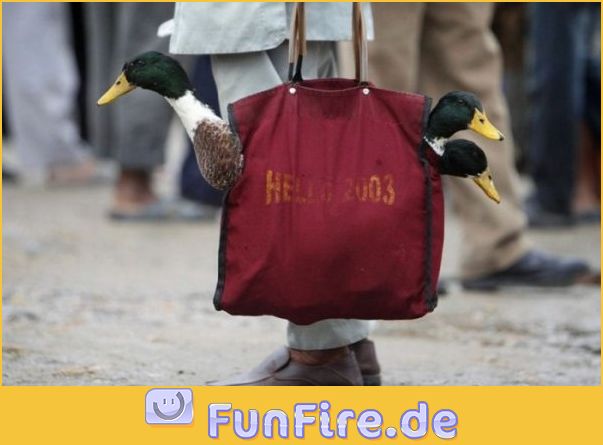 enten-in-der-tasche.jpg